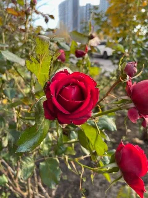 Продам 1к квартиру на Позняках! Вул. С. Крушельницької 15, є