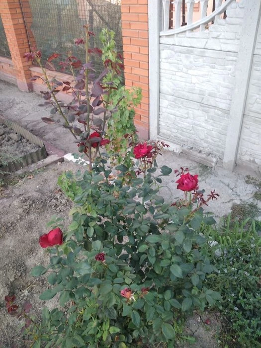 Продам 1/2  будинку. Обмін