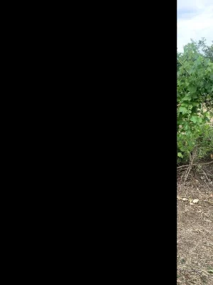 Відмінна впорядкована ділянка 6соток у ближньому пригороді П