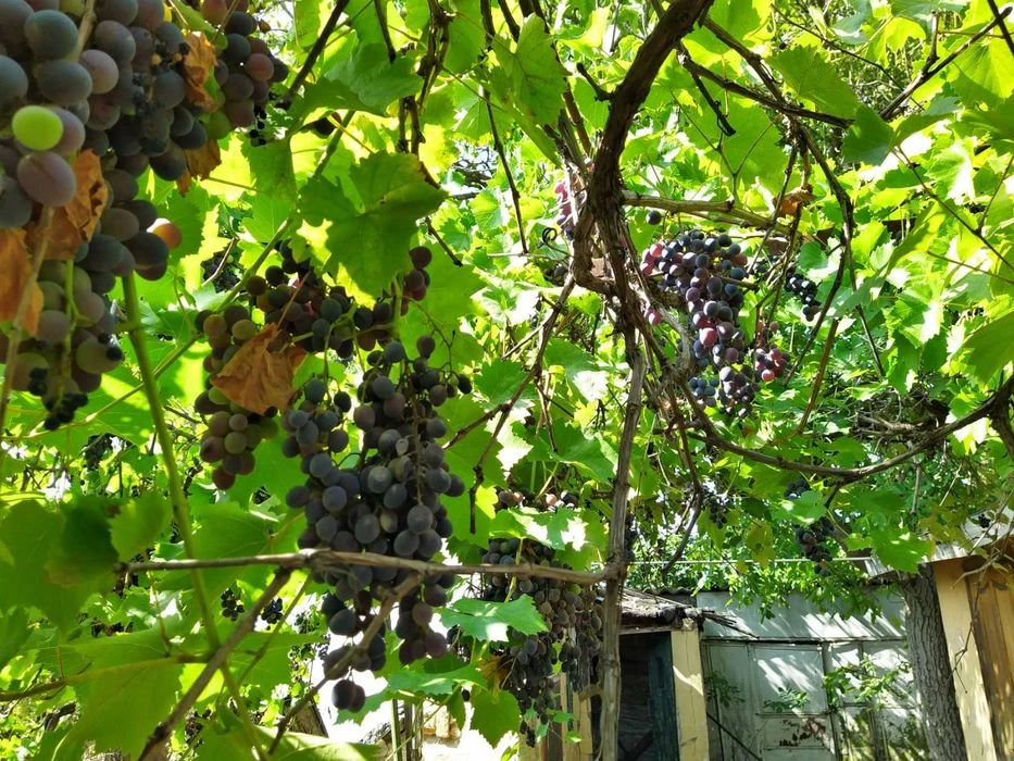 Продам участок на Кривой Балке Слободка. Срочно