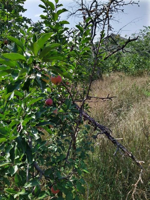 Продам участок на Кривой Балке Слободка. Срочно