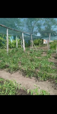 Продам дачу Днепровский р-н