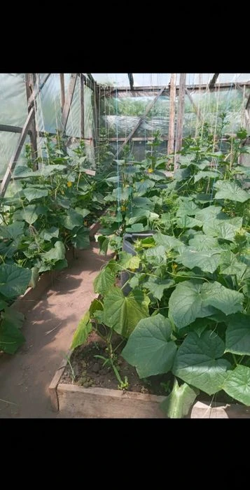 Продам дачу Днепровский р-н