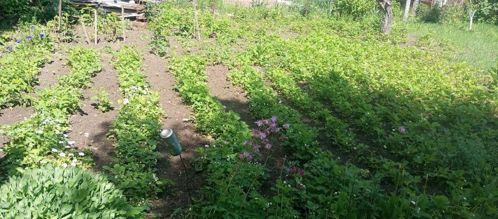 Продаж Дачі в Березанці СТ Березань
