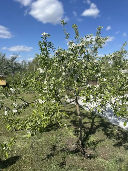 Краснополье район атб .ровная улица Продам участкок с докуме