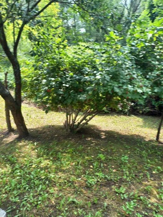 Продам будинок  Липовий гай