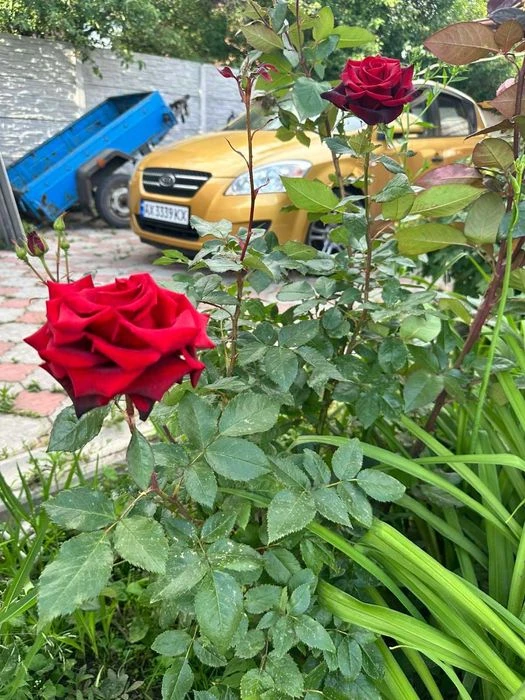 Продам дом поселок Ново-западный. Эксклюзив!