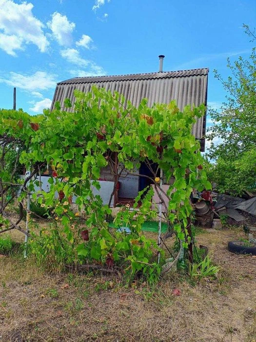 Продам дачний будинок із земельною ділянкою на «Світанку« («