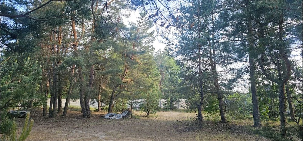 В городе, премиум участок в сосновом лесу