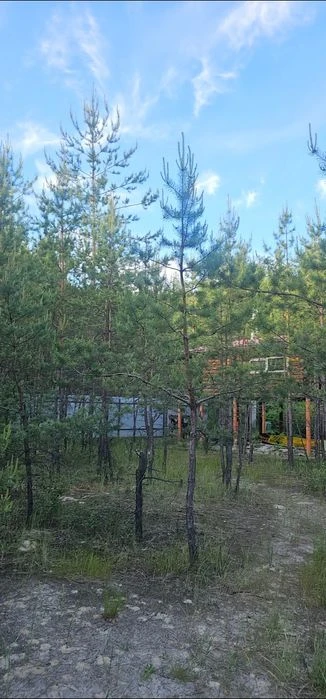 В городе, премиум участок в сосновом лесу