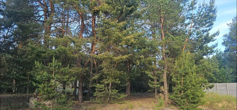 В городе, премиум участок в сосновом лесу