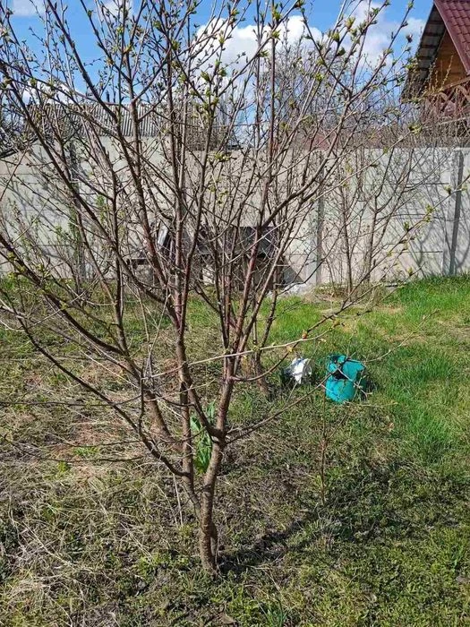Продам дачу в Соколовському масиві (для постійного проживанн