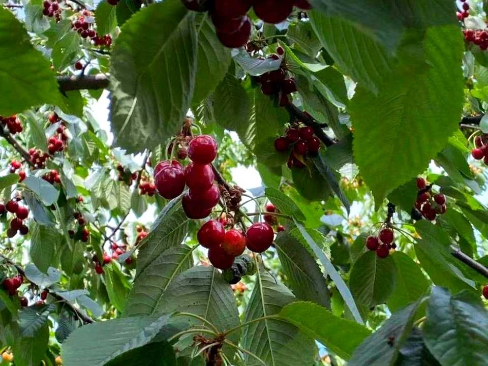 Будинок. Київ, енергетиків