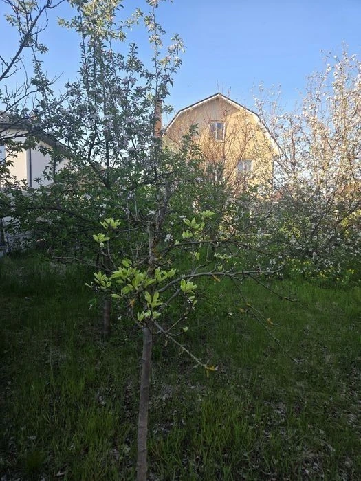Осокорки, Абрикосова, с/т "Святище"
