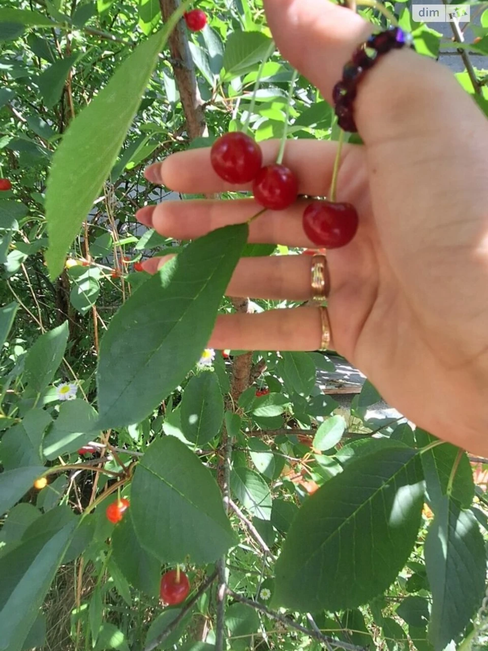 Продаж Дім Райдужний Масив
