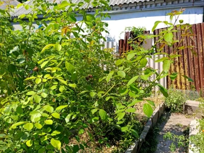 Будинок. Дніпро, Карпатська вул. (Тихона Бондарева)