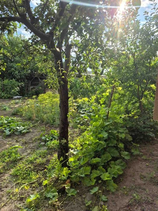 Продається будинок в АНД районі вул. Балхаська