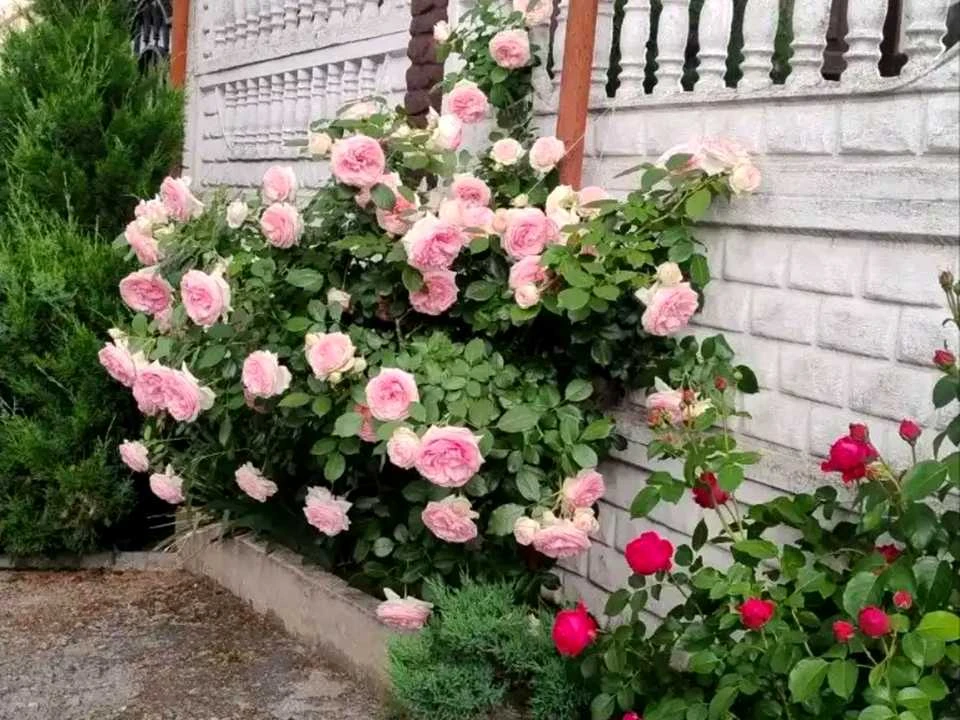 Будинок. Дніпро, Геологічна вул.