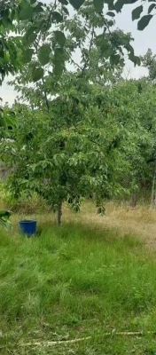 Продам дачу Приднепровск Самарский  Виноградник-4