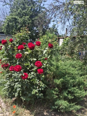 Продаж Частина будинку Кайдаки