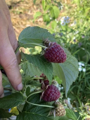 Продаж ділянки землі площею 2 га