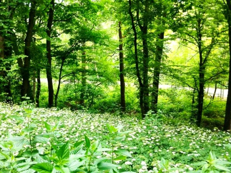Ділянка. Київ, Лисогірський пров.