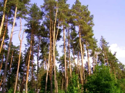 Ділянка. Київ, Дачний провулок