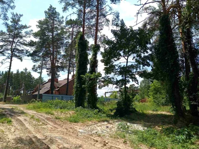 Ділянка. Київ, Радистів пров.