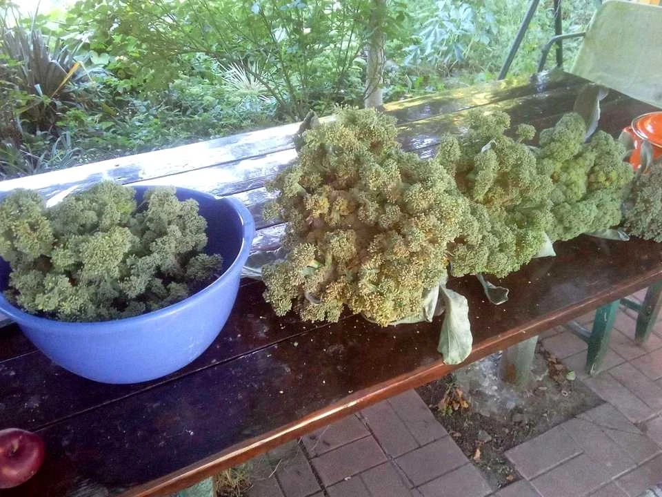 Ділянка. Київ,