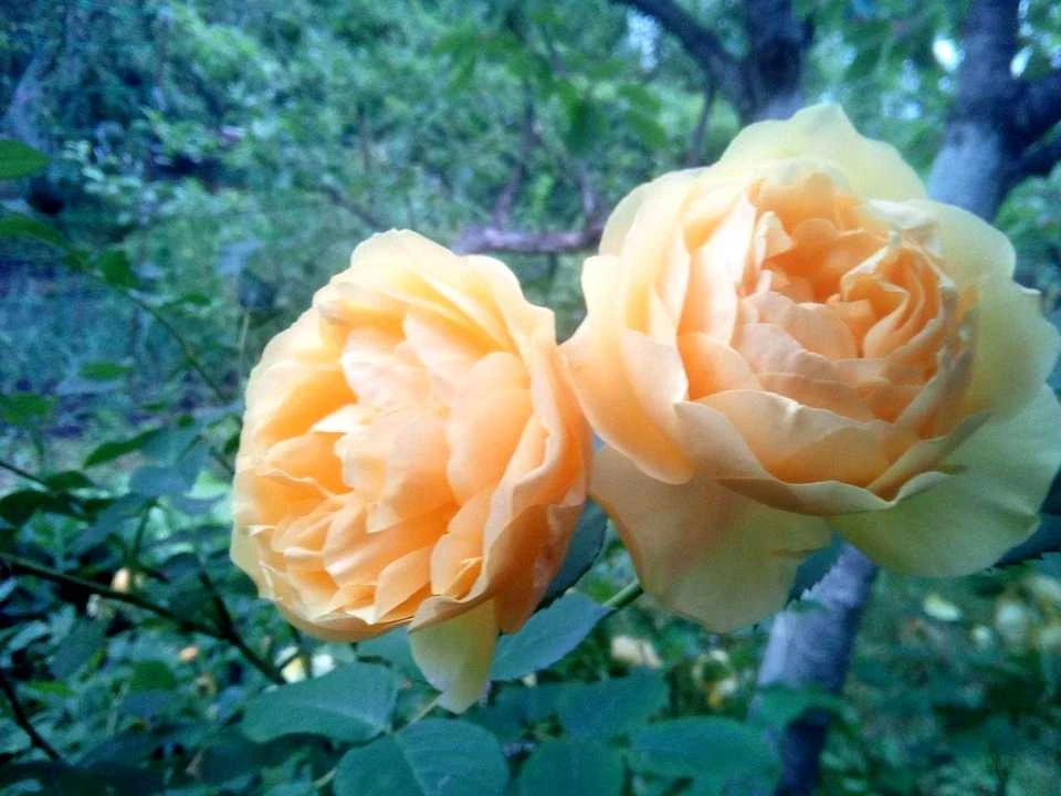 Ділянка. Київ,