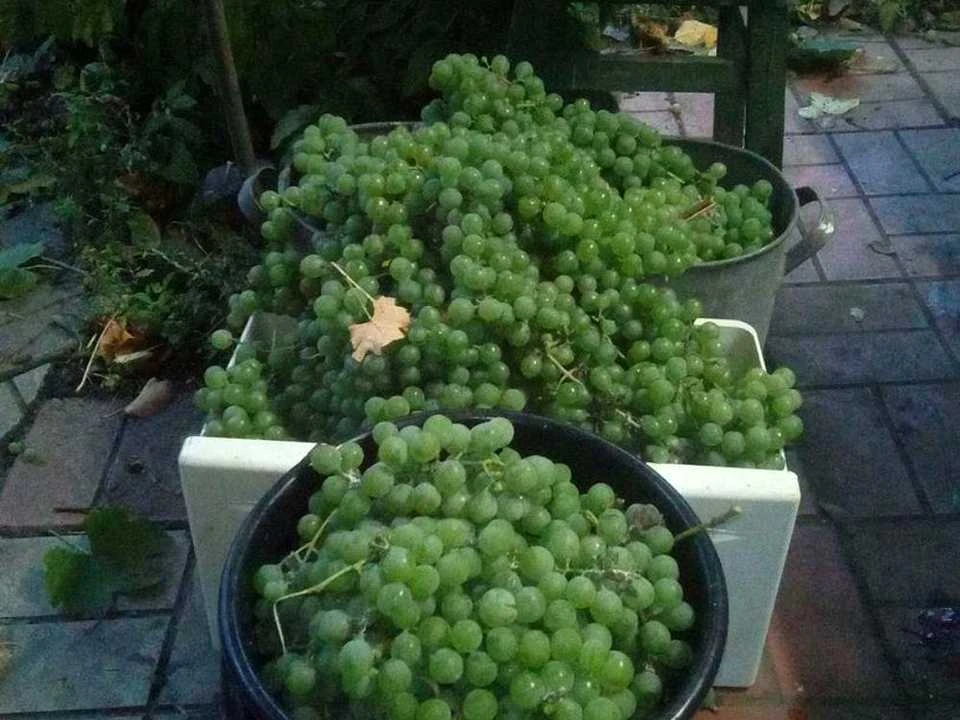 Ділянка. Київ,