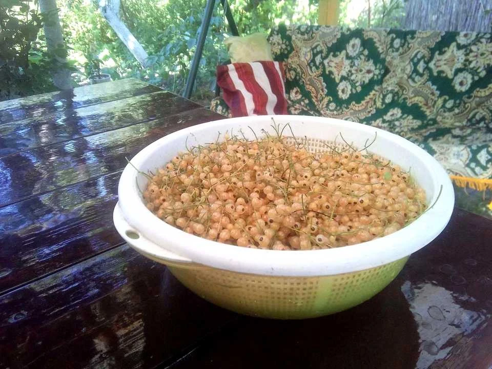 Ділянка. Київ,