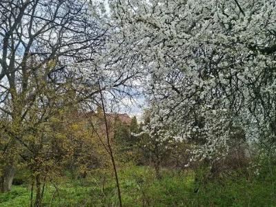 Ділянка. Київ, 24 Садова вул.