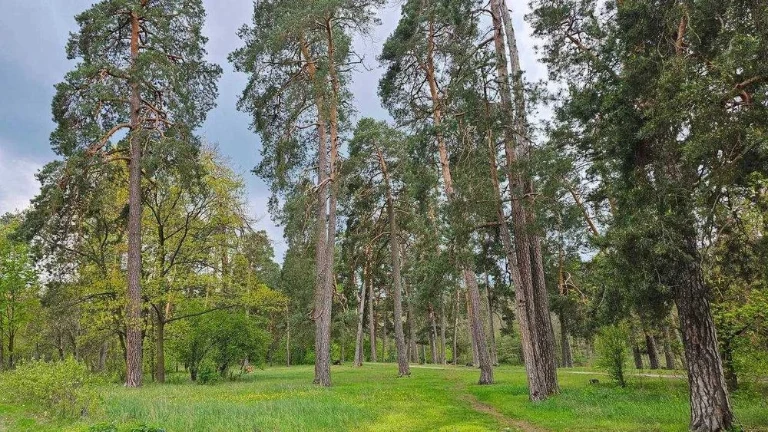 Продаж земельної ділянки в Пущі-Водиці Оболонський район.