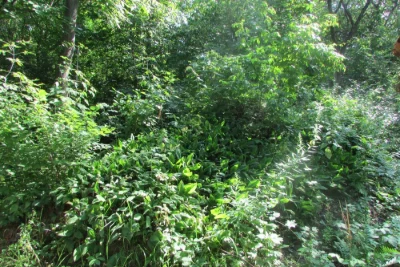 Земельна ділянка 10 соток в с/т "Кожевнік" вул. Князя Володи
