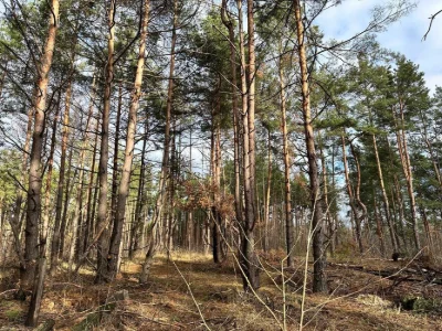‼️Земля під будівництво Биківня