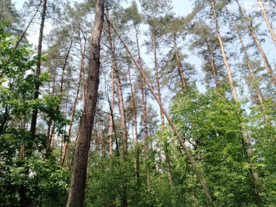 Продаж Земля сільськогосподарського призначення Берковець
