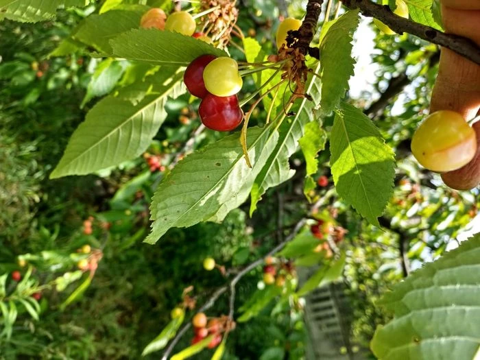 Продам участок 7 соток