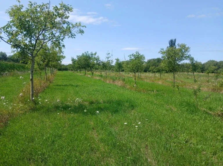 Горіховий сад + земельна ділянка