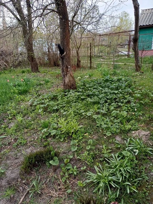 Продається двоповерхова цегляна дача в ст «Вікторія» з можли