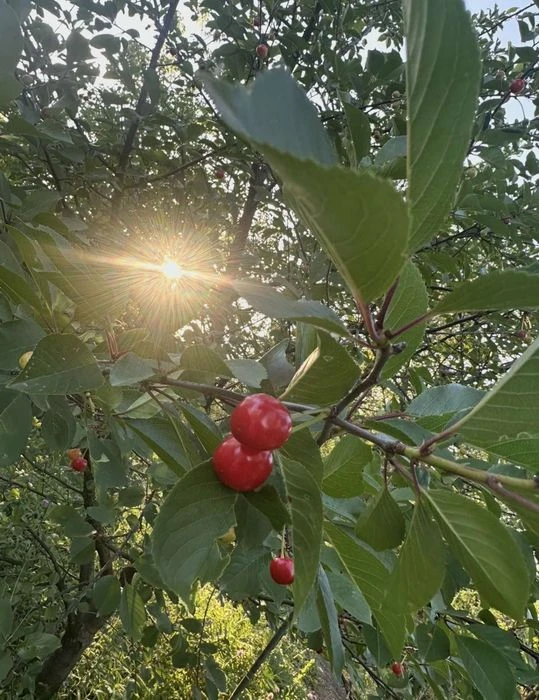 Продам дачу Ветеран ХТЗ -свет , скважина