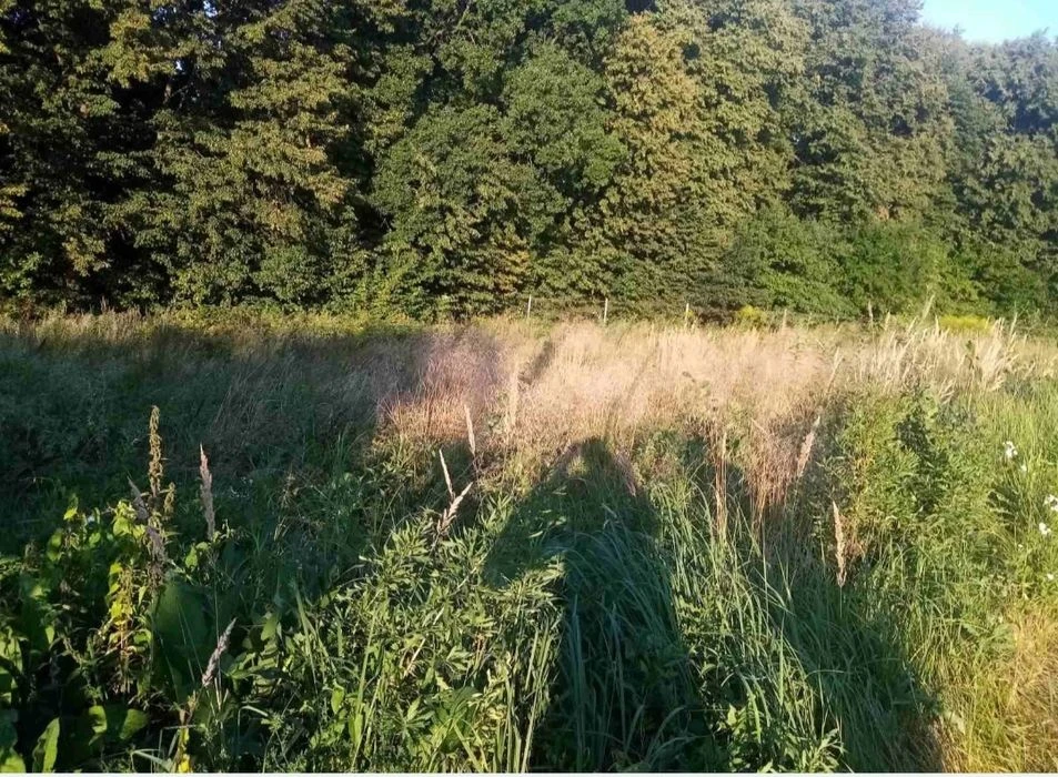 Продам дачний будинок в Дем'яновому Лазі, який межує з лісом