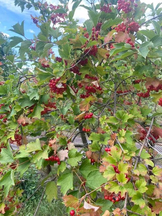 Продам дачу в мальовничому місці, поруч річка та ставок