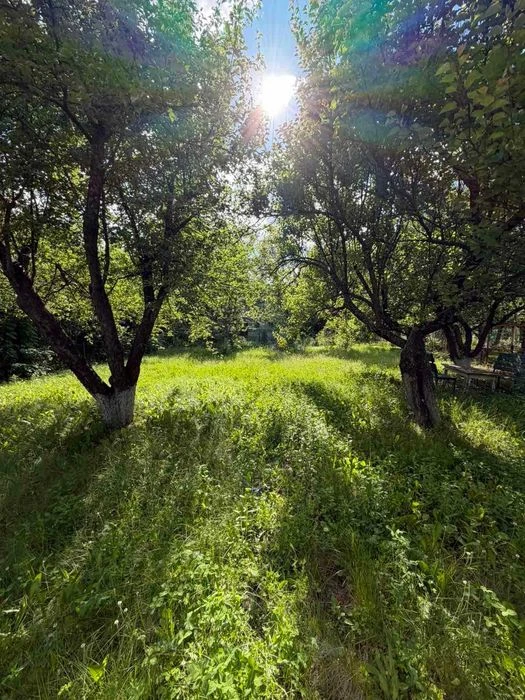 ‼️ Продаж ‼️ Дача в дубовому лісі