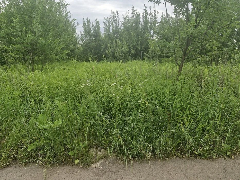 Продаж ділянки 10 сот Хінчанка (за посадкою) (26142062)