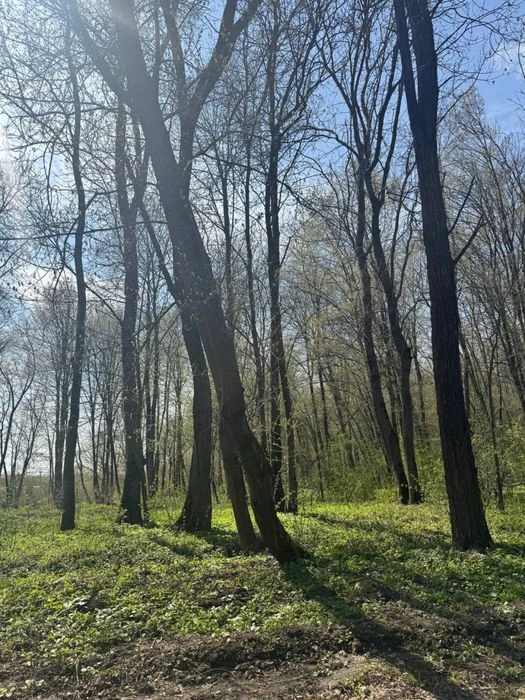 12 сотих під лісом, поруч вулиці Затишна!