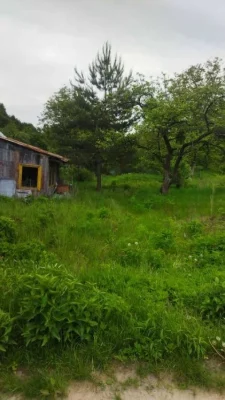 Ділянка біля лісу, Клепарів