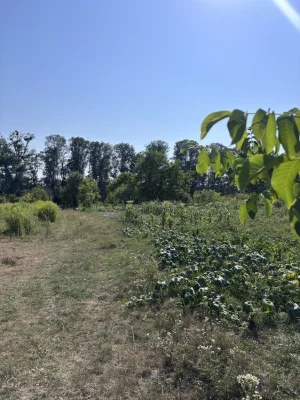 Продаж ділянки під ОСГ, Рясне, Камʼянка, 6 сот 15000$