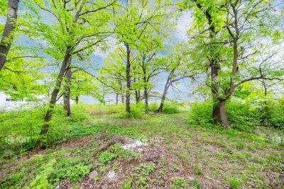 Лісопарк (Лесопарк), КМ Форест (Парк Хаус , Роял Клаб) 12434