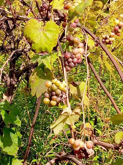 Продам дачний участок. Харків.